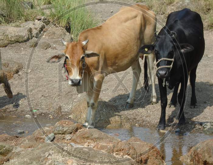 Photo of two indian cows watching towards camera
