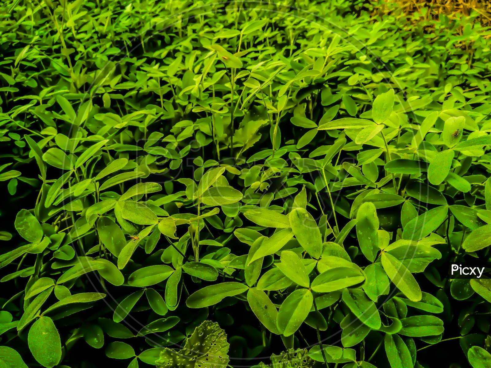 Green Leafs On Plants