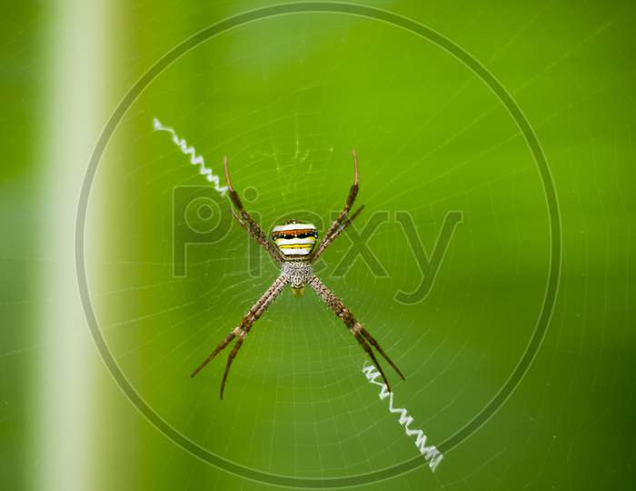 Indian beautiful spider hanging on silk net