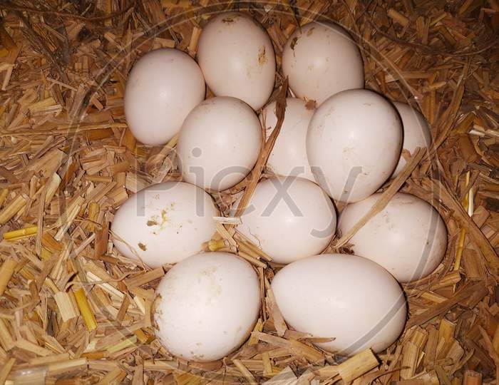 Eggs Laid By Hen