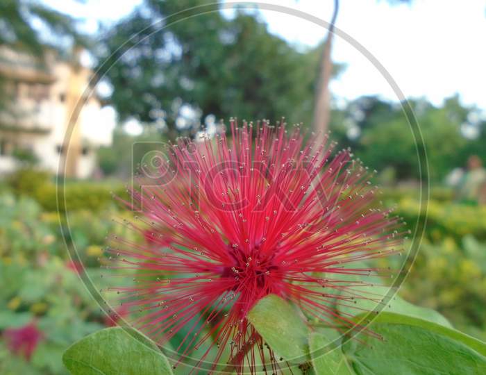 Photo of a beautiful red colour flower