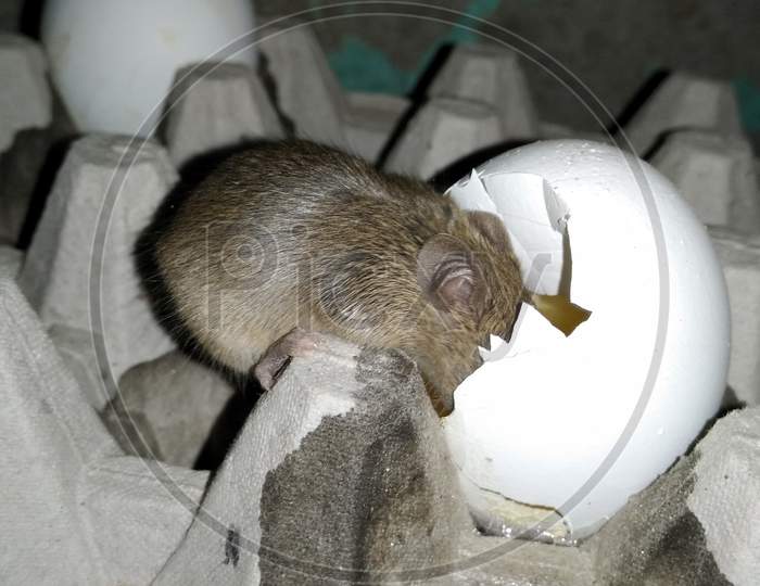 Rat Eating Egg