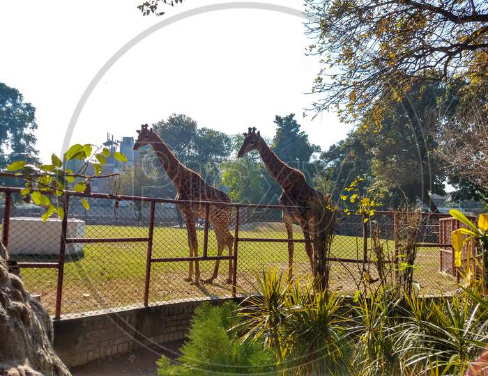 2 Giraffes Standing At Zoo