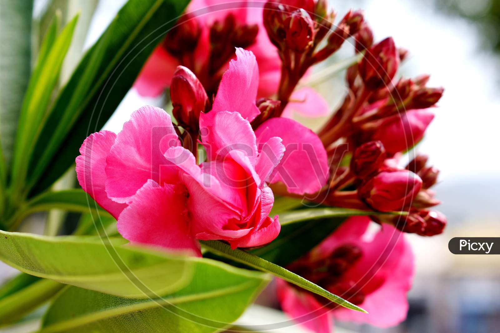Closeup Of Fresh Pink Flowers