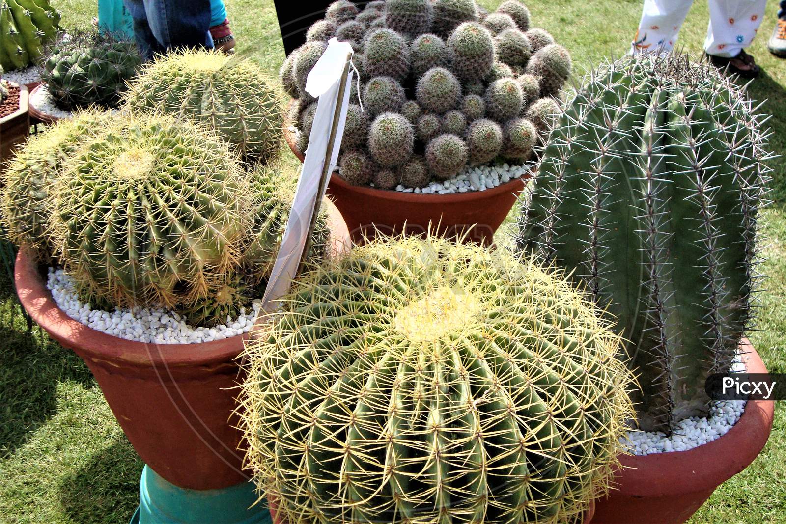 Group of amazing spherical and cylindrical cactus on display at flower show, India