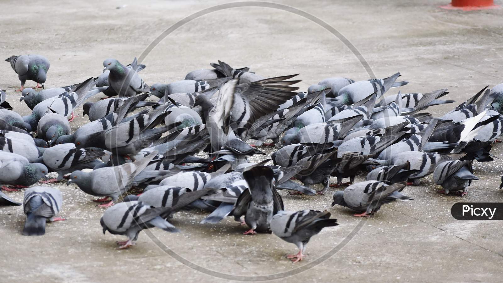 A Group Of Pigeons In My Ground