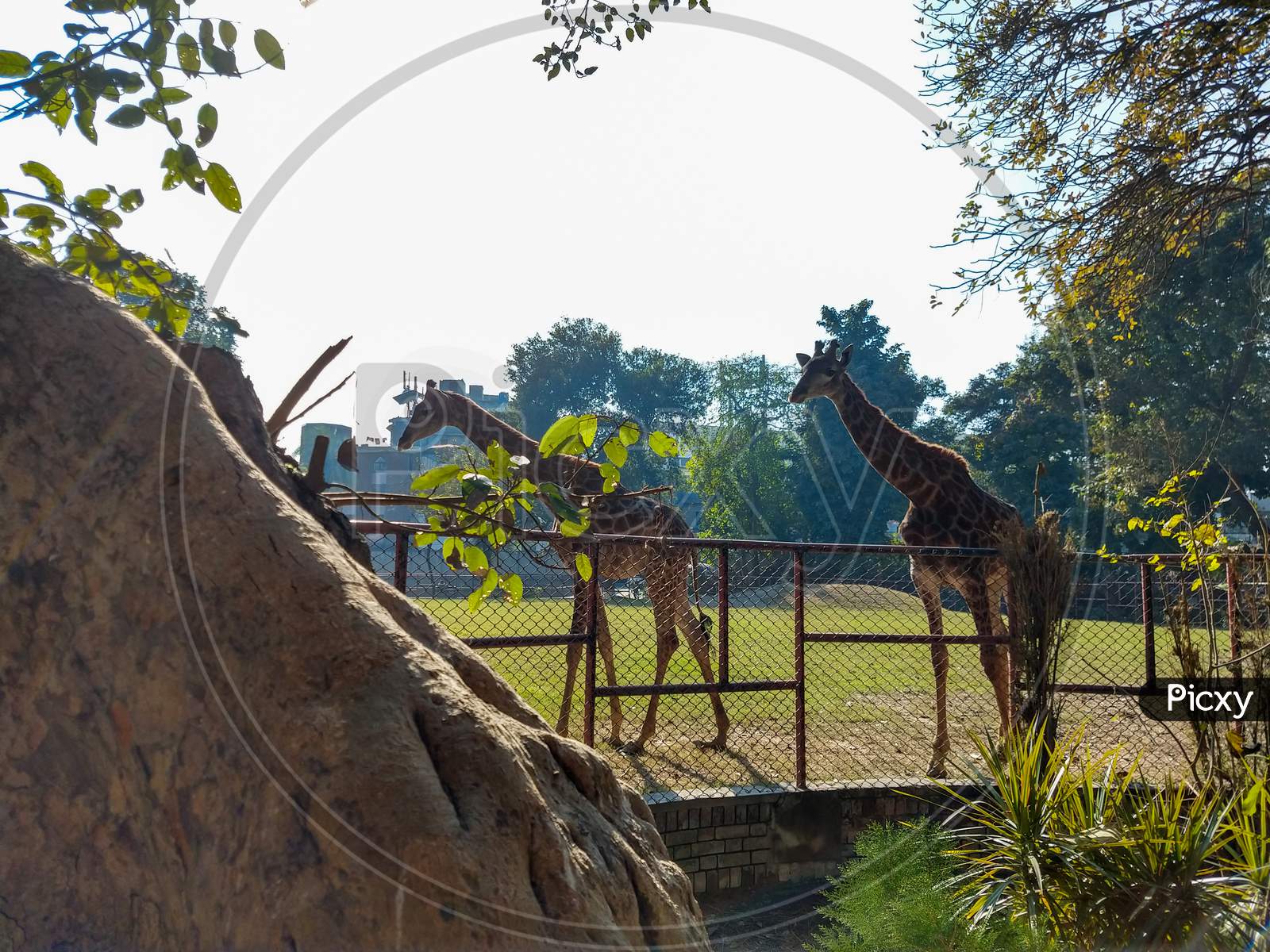 2 Giraffes Walking At Zoo