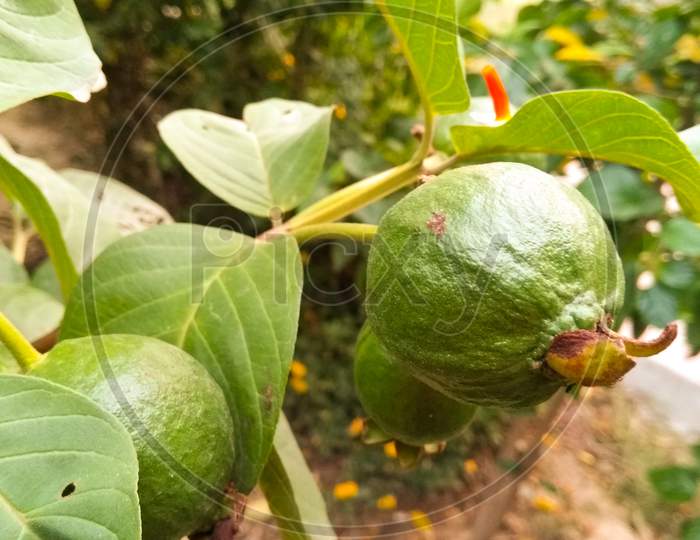 Guava Or Common Guava Fruit Growing On Tree