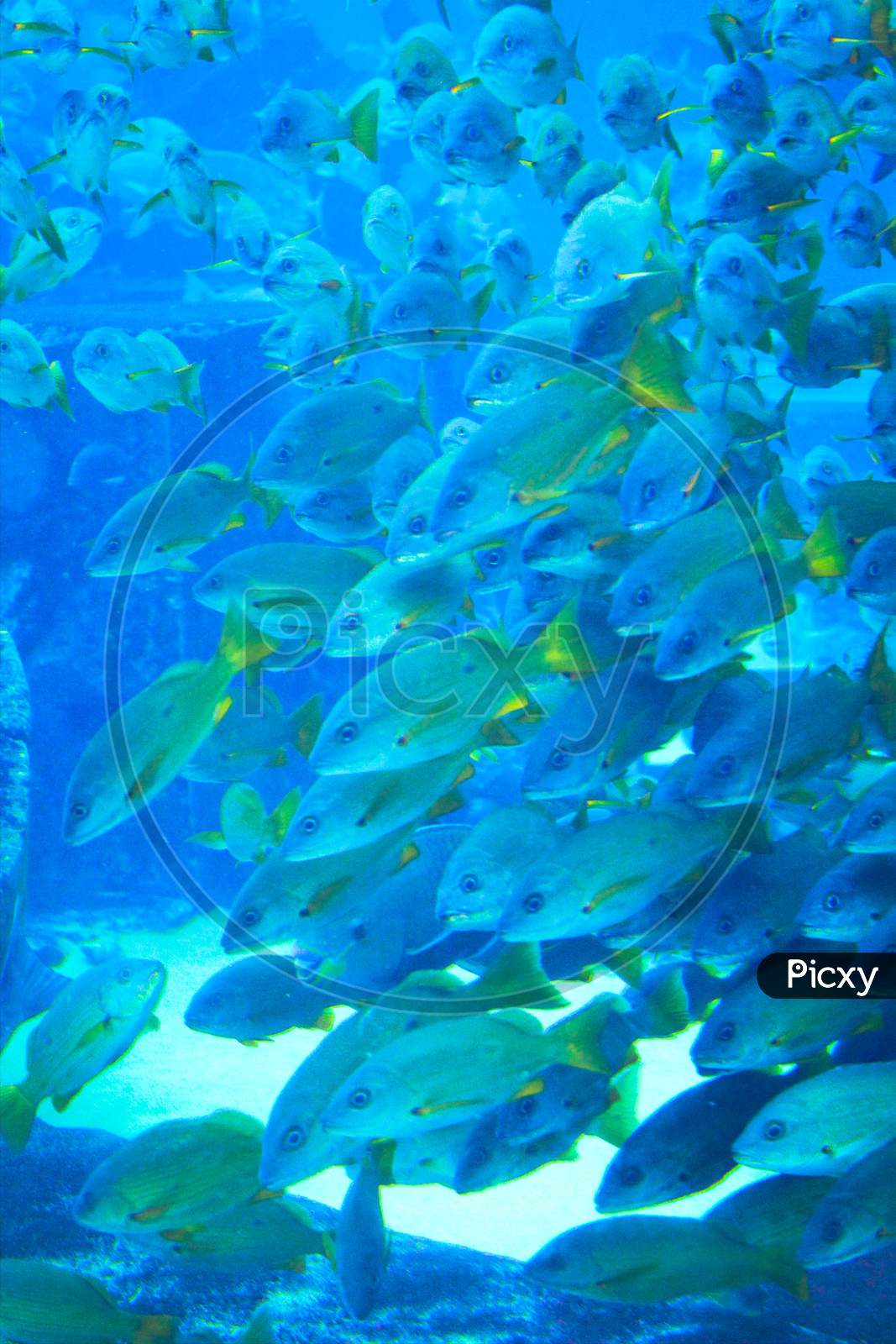 Fishes Underwater In Natural Aquarium