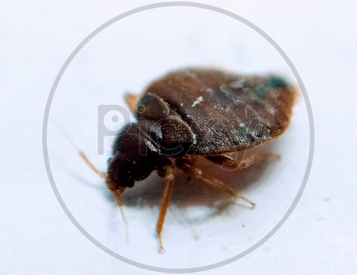 A picture of bedbug