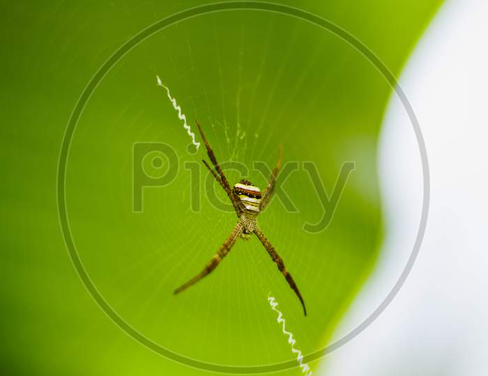 Wild indian spider on silk net