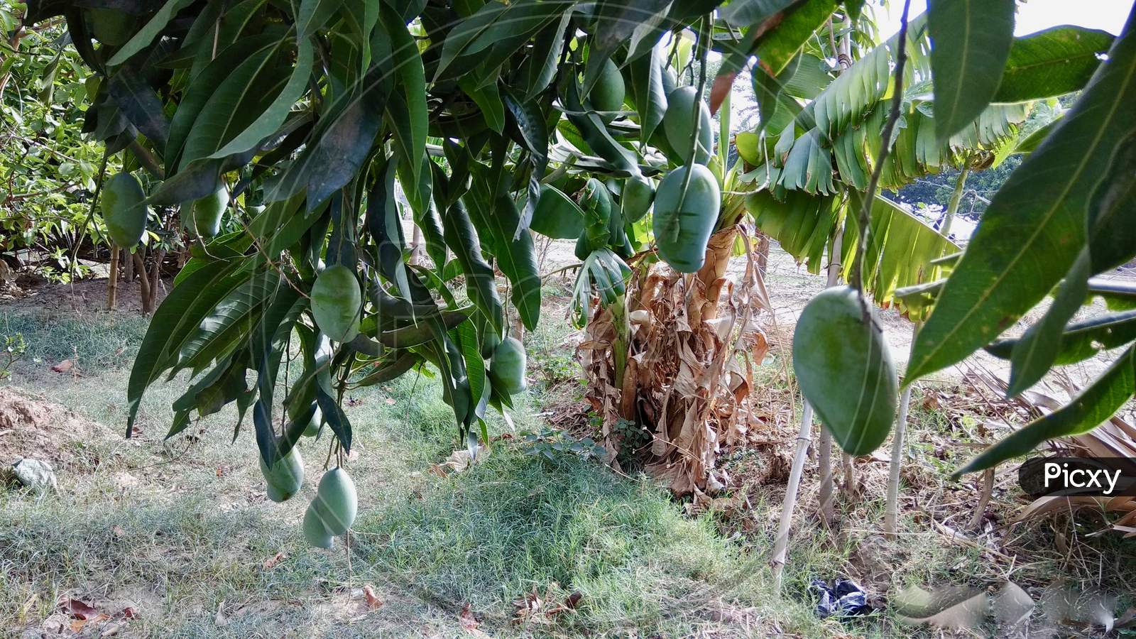 Green Raw Mango Growing on Tree