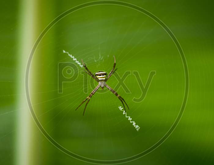 Indian beautiful spider on silk net