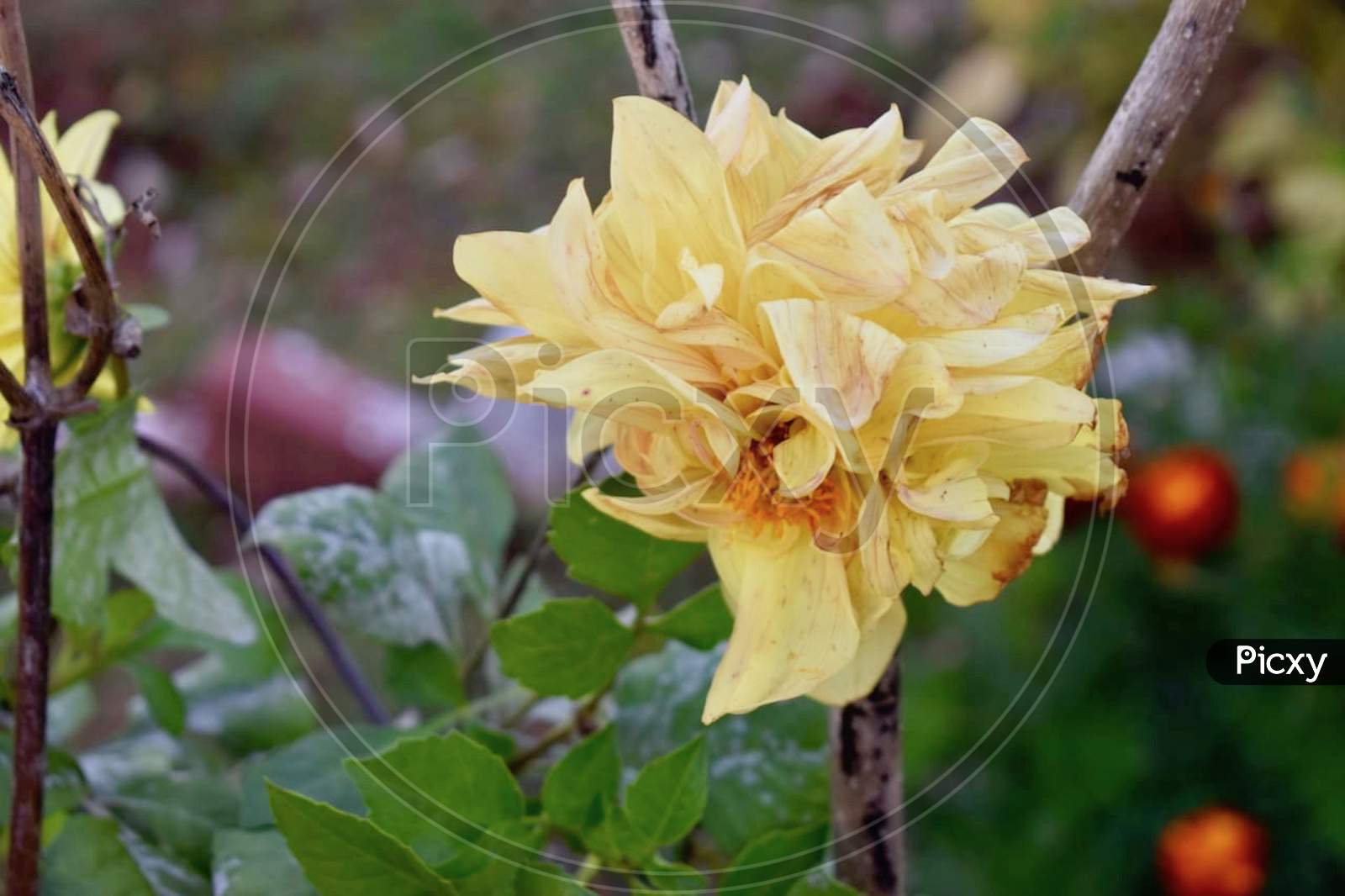 Yellow Flower in Garden Stock Photos.Netarhat, Jharkhand 2020