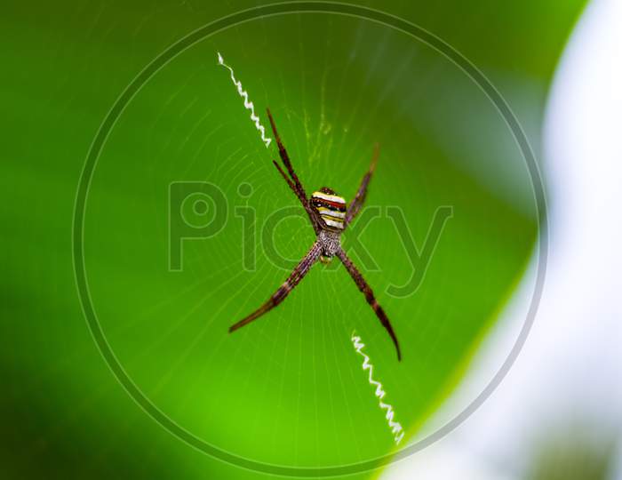 Indian beautiful spider on silk net