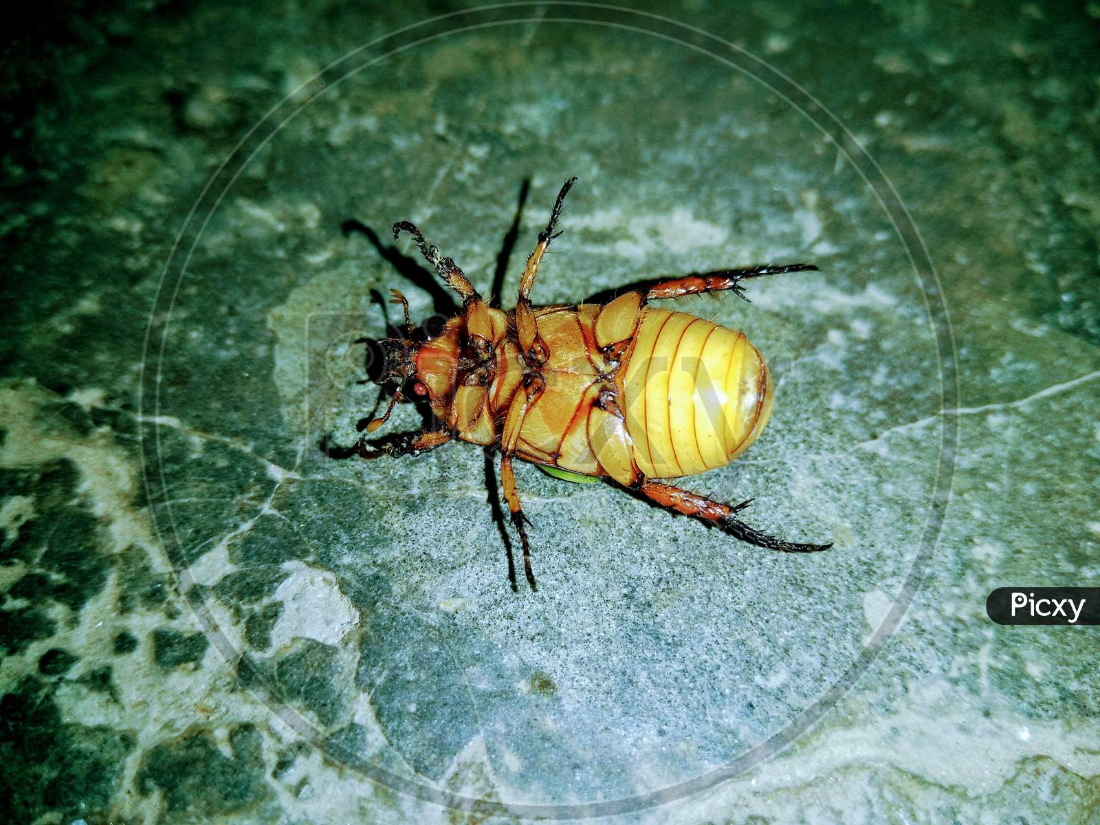 Bug Or Insect  Closeup