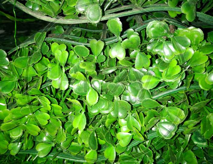 Green Aquatic Plants Closeup Forming a Background