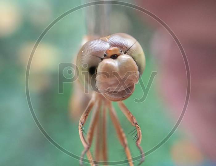 A picture of dragonfly