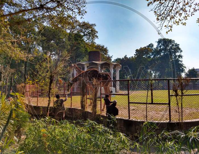 A Local Guy Feeding Giraffe & other one is watching with his kid at Lahore Zoo Punjab, Pakistan