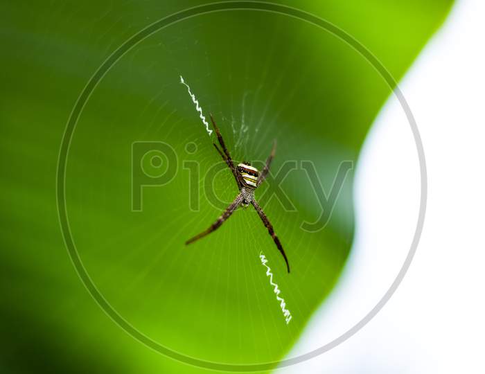 Indian wild spider on her silk net
