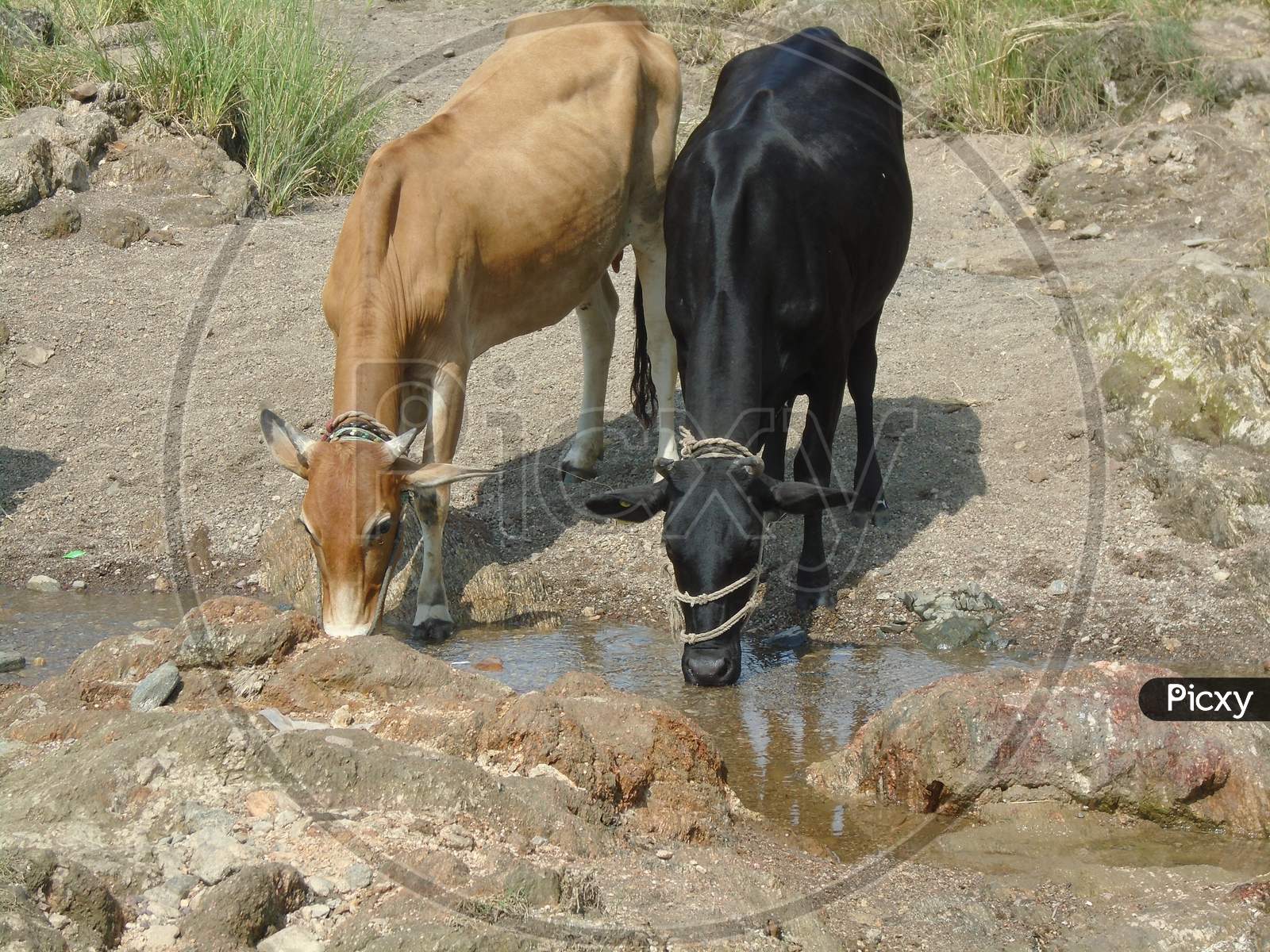 Photo of two indian cows drinking water