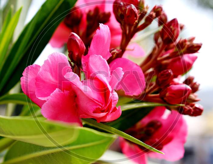 Closeup Of Fresh Pink Flowers
