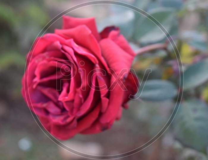 Red Rose Flower Stock Photo .This Photo Is Taken In Ranchi,Jharkhand ,India 2020
