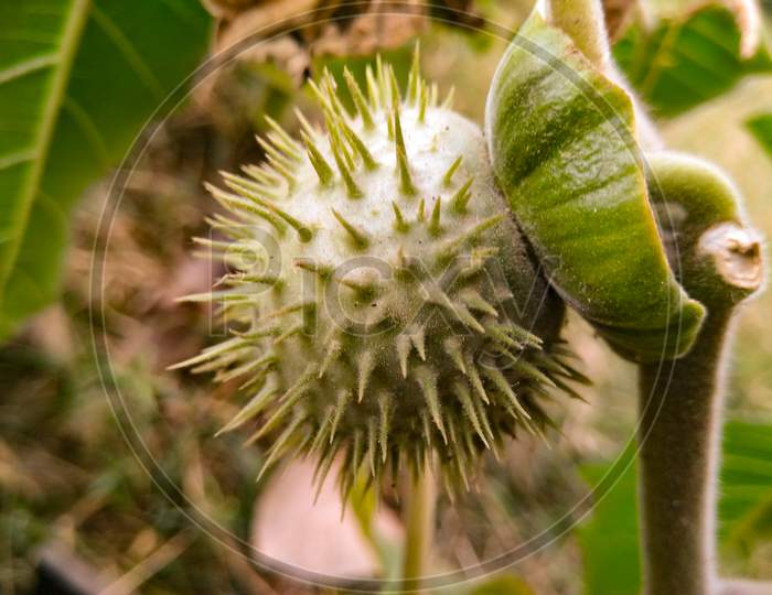 Datura Plant Thorn Fruit Closeup