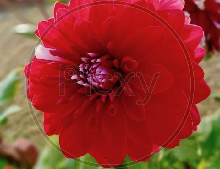 Red Flower in Garden Stock Photos.Netarhat, Jharkhand 2020