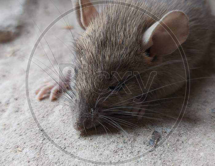 Rat Or Mouse In an House