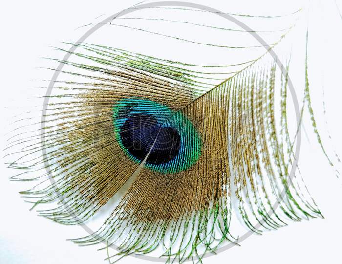 Peacock Feather Closeup Over an isolated White Background