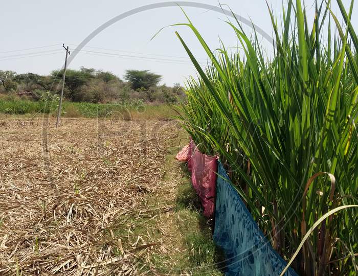 Sugarcane Field