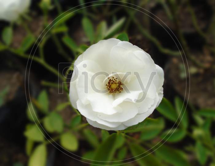 Photo of a beautiful white rose flower with green leaves background