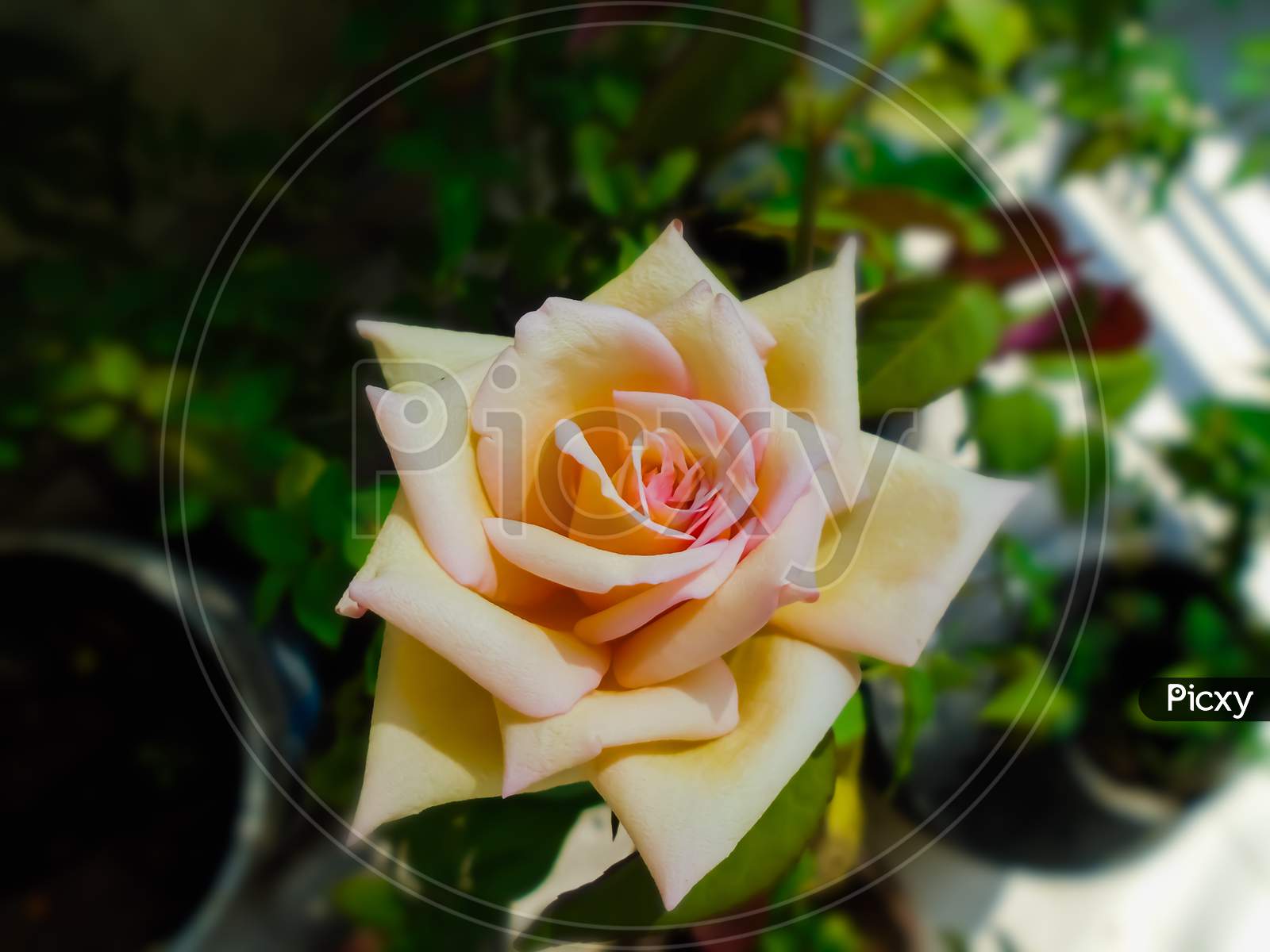 Photo of a beautiful rose close up