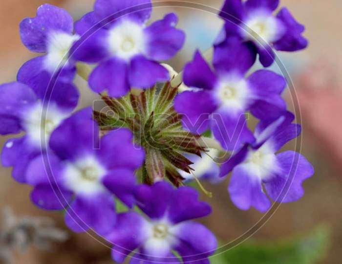 Purple Flower Stock Photos.This Photo Is Taken In Ranchi,Jharkhand ,India 2020