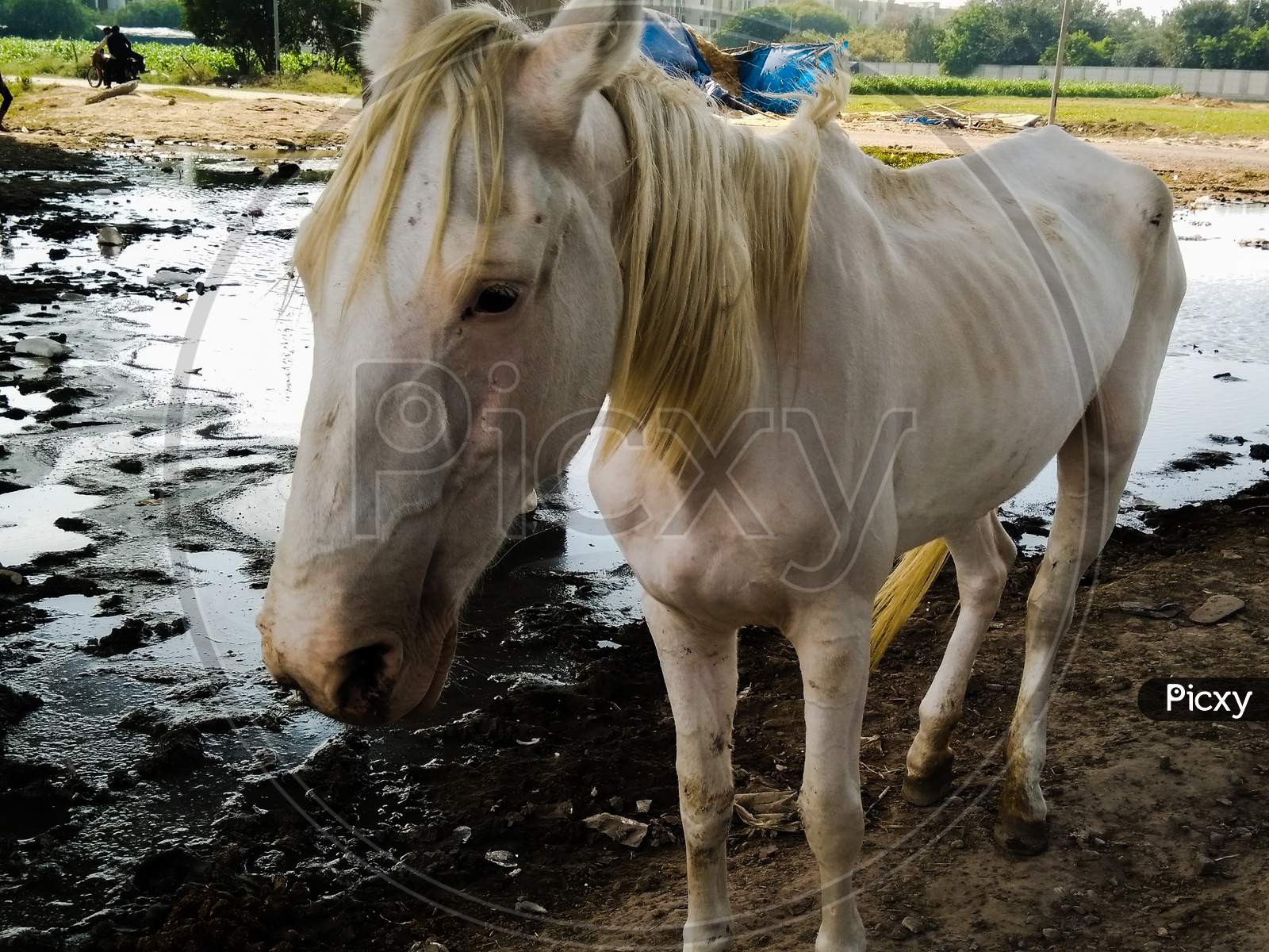 White Horse In an Cattle Shed