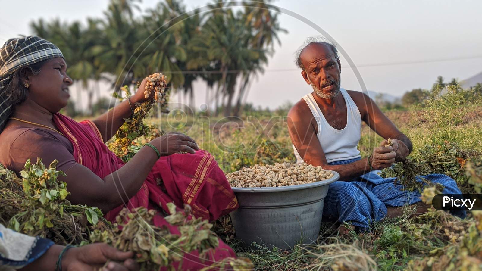 A man and a woman plucking Groundnut