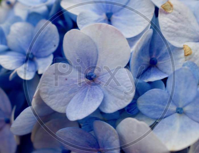 beautiful flower Jharkhand Stock photos.This Photo Is Taken In Ranchi,Jharkhand ,India 2020