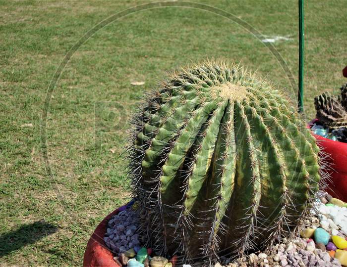 Closeup of lonely thorny spherical cactus having no  leaves, India
