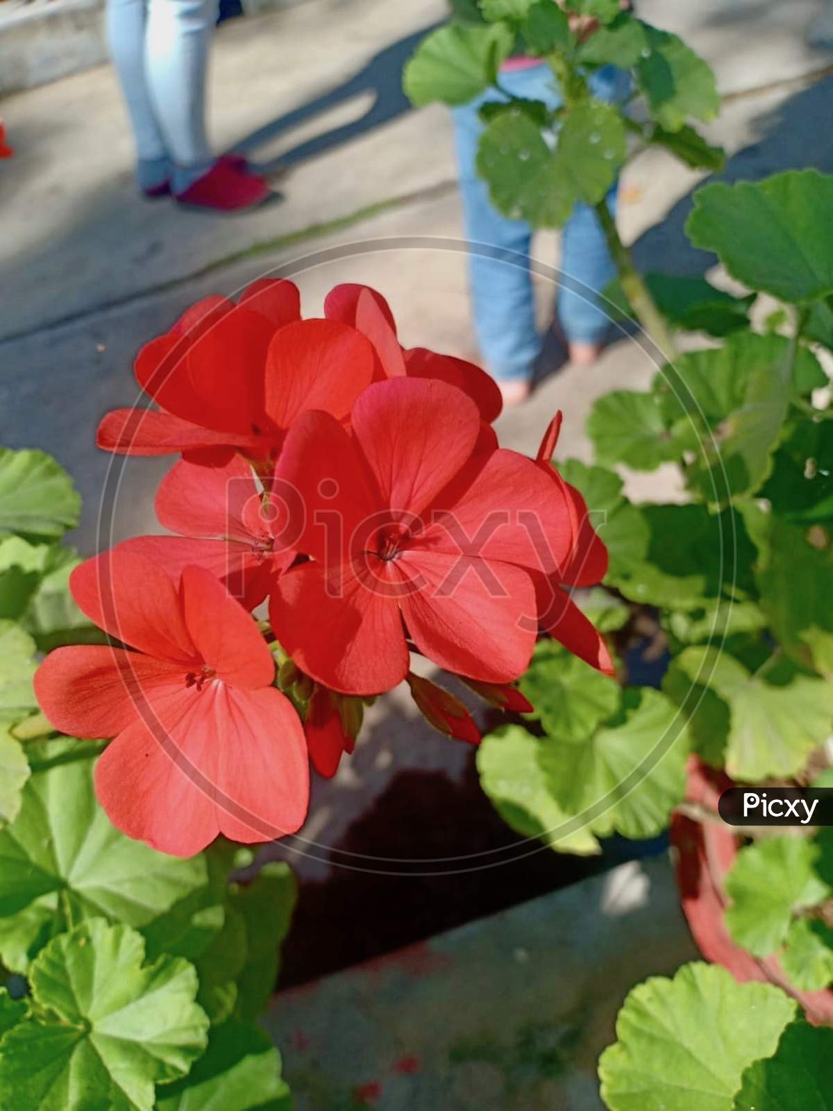 Red Flower in Garden Stock Photos.This Photo Is Taken In Ranchi,Jharkhand ,India 2020