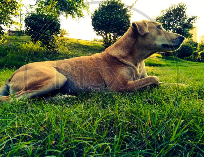 Labrador Retriever Dog In a Lawn Garden