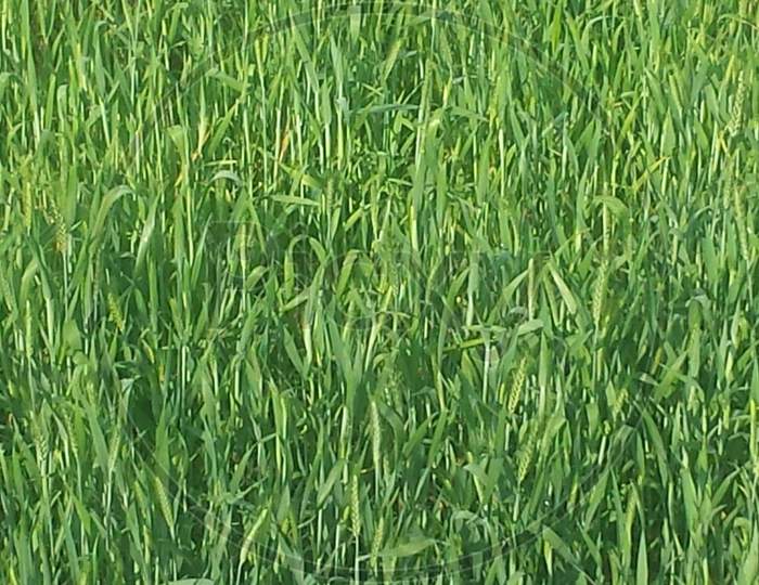 Wheat field in spring season