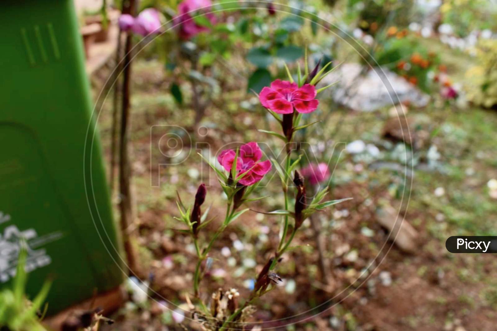 Flower in Garden Stock photos.This Photo Is Taken In Ranchi,Jharkhand ,India 2020