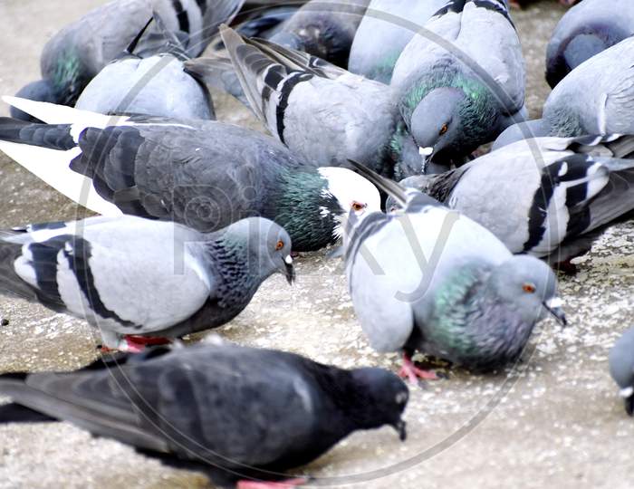A Group Of Pigeons In My Ground