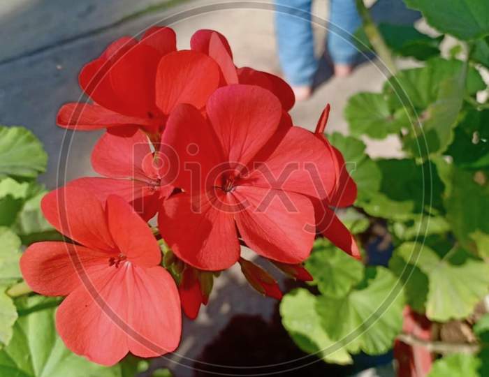 Red Flower in Garden Stock Photos.This Photo Is Taken In Ranchi,Jharkhand ,India 2020