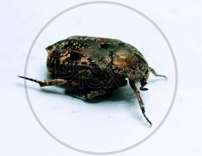 A picture of beetle