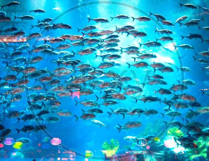 Fishes Underwater In Natural Aquarium
