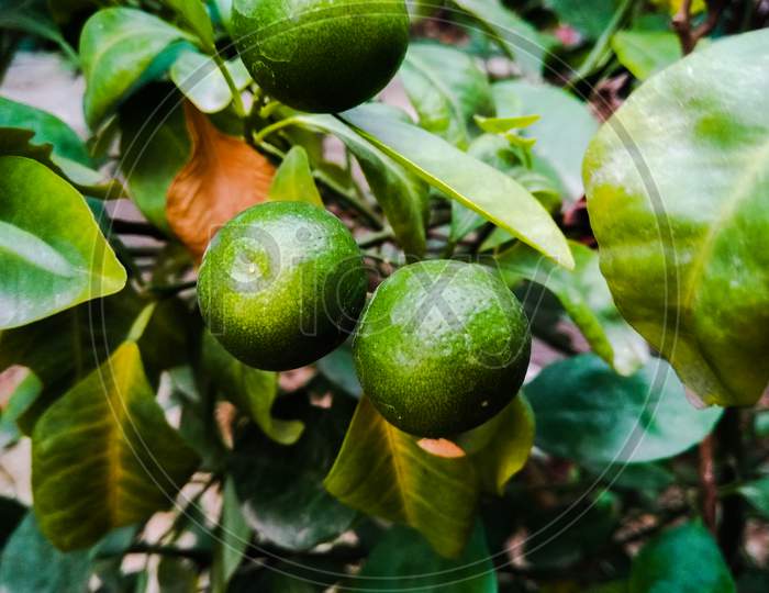 Green Lemons Growing in Plant at a House Garden