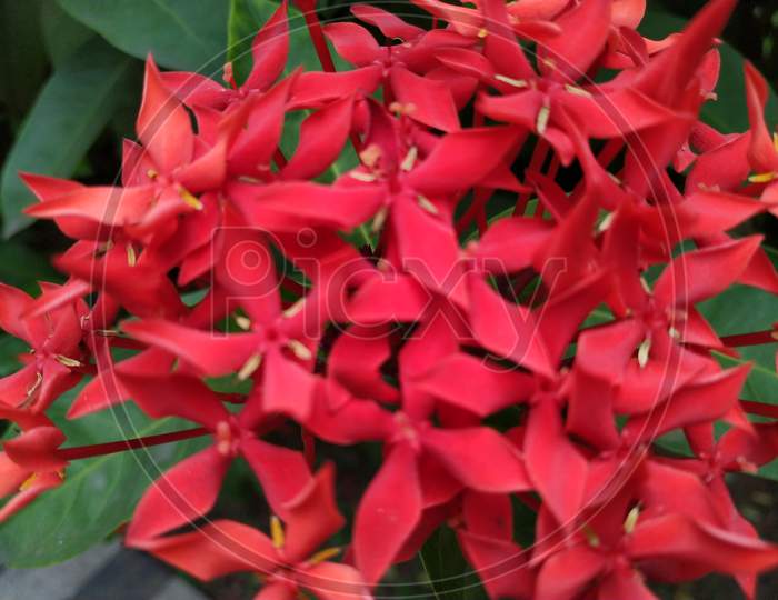 Indian beautiful Red flower
