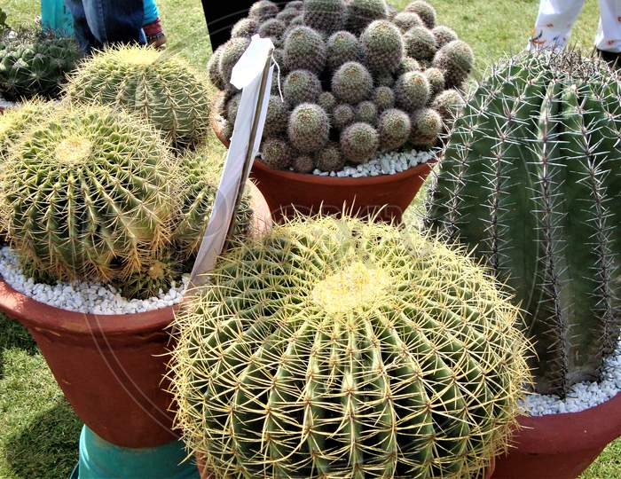 Group of amazing spherical and cylindrical cactus on display at flower show, India